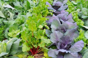 Garden Healthy