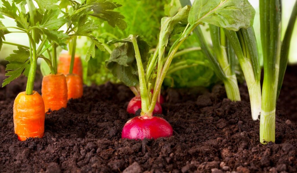 Vegetables in Your Garden