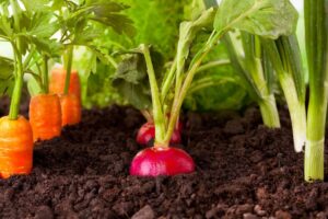 Things You Should Know About Gardening
