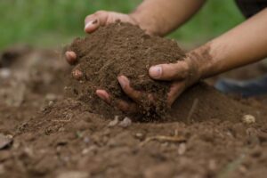 prepare the soil